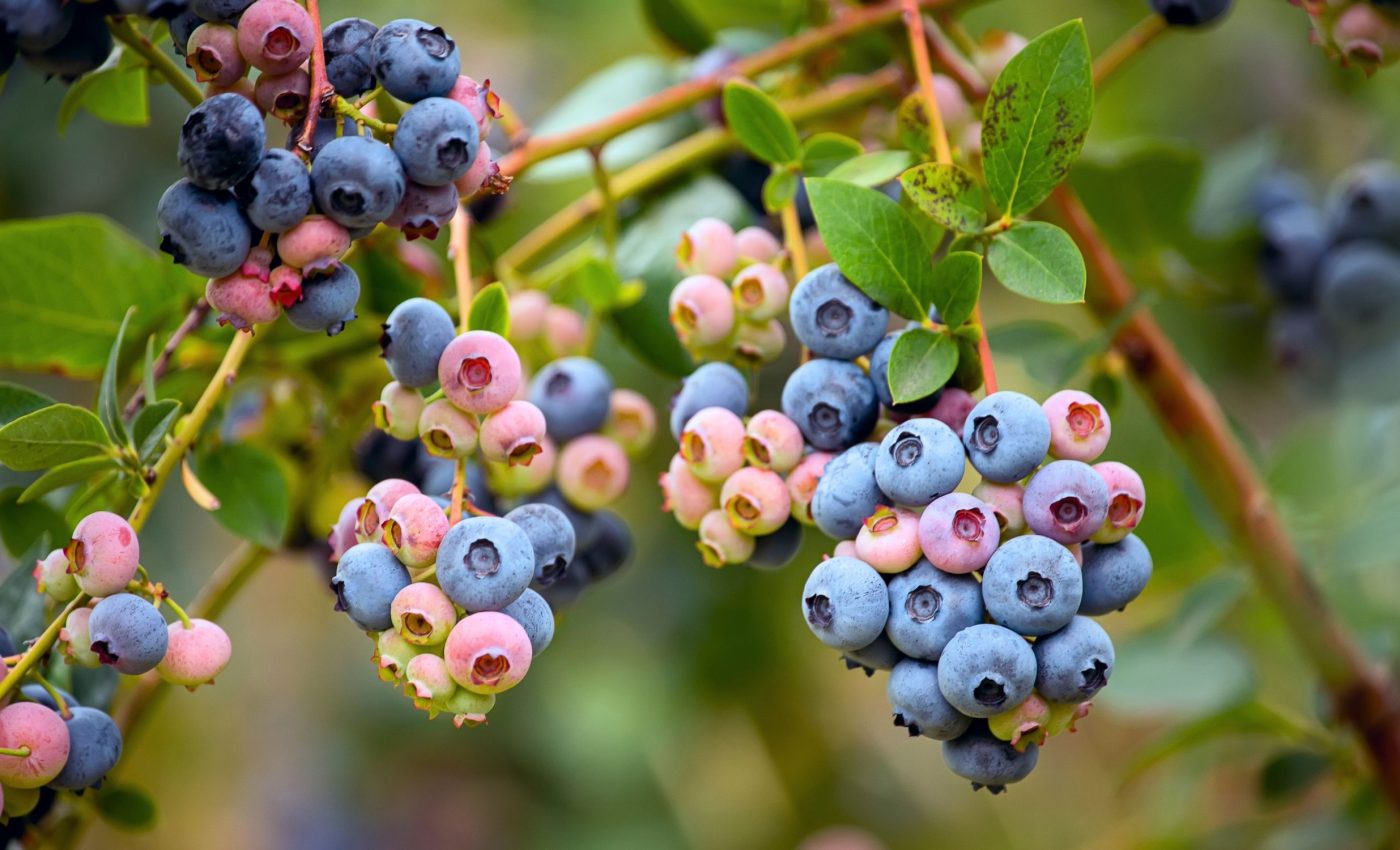 New 'toggle switch' lets plants ripen on command