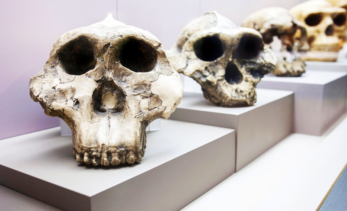 Tooth fossil analysis upends current theory of prehistoric human evolution