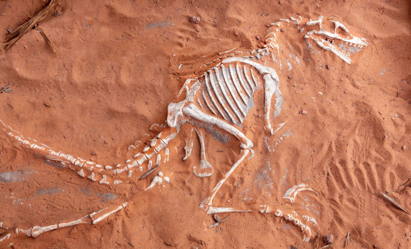 What fossils tell us about life after mass extinction