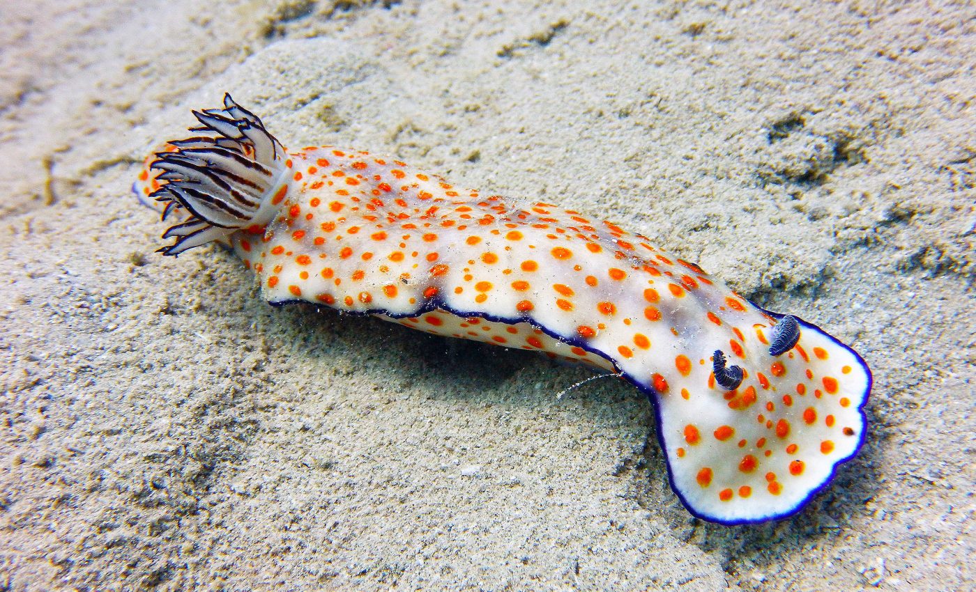 99.999% of Earth's deep ocean floor has still never been seen by humans