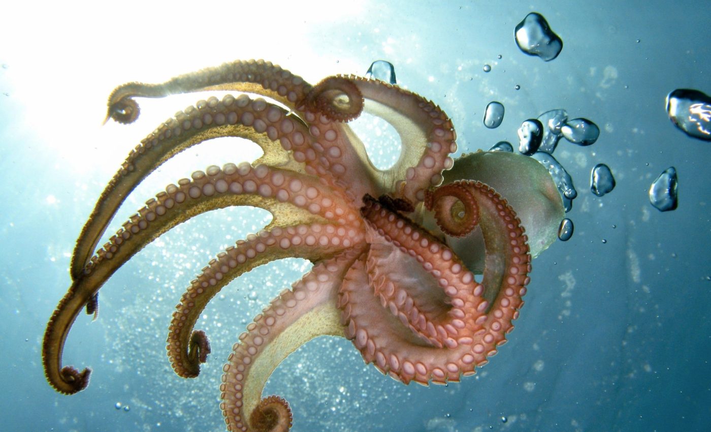 Octopuses and squids defy the slow pace of evolution