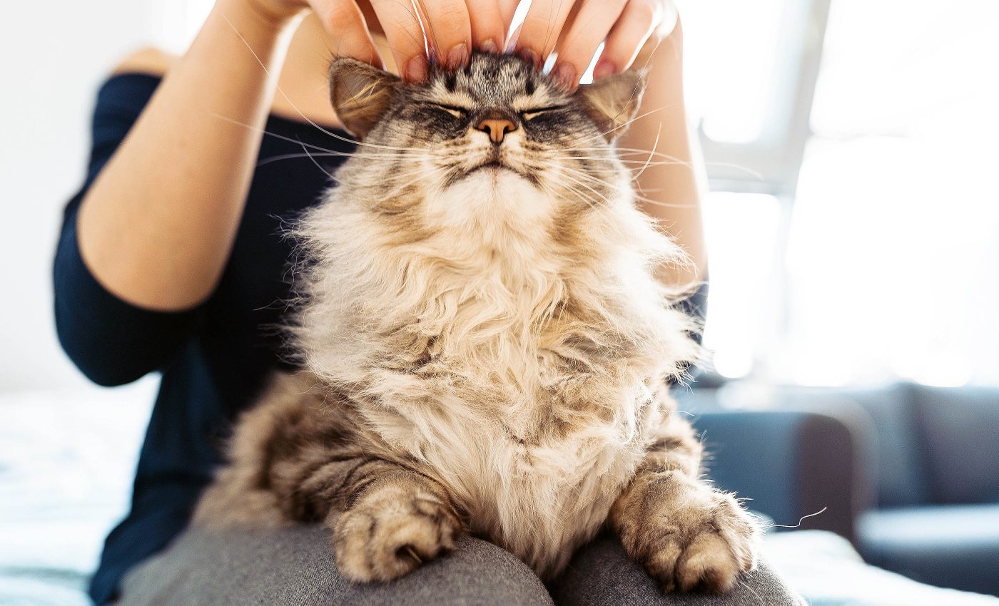 How and why do cats purr? Scientists finally found the answers