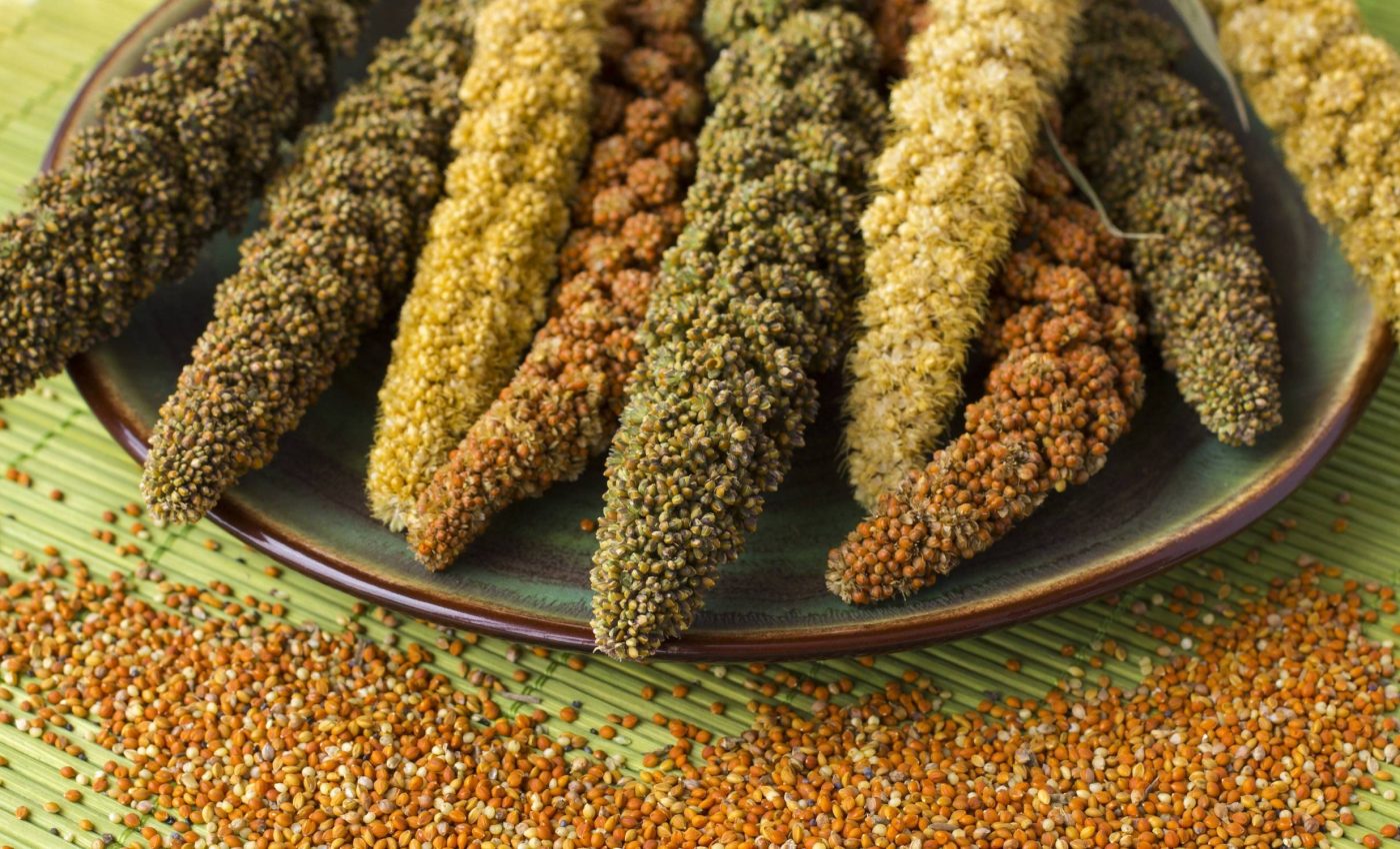 Millet farming marked a turning point in life during the Bronze Age
