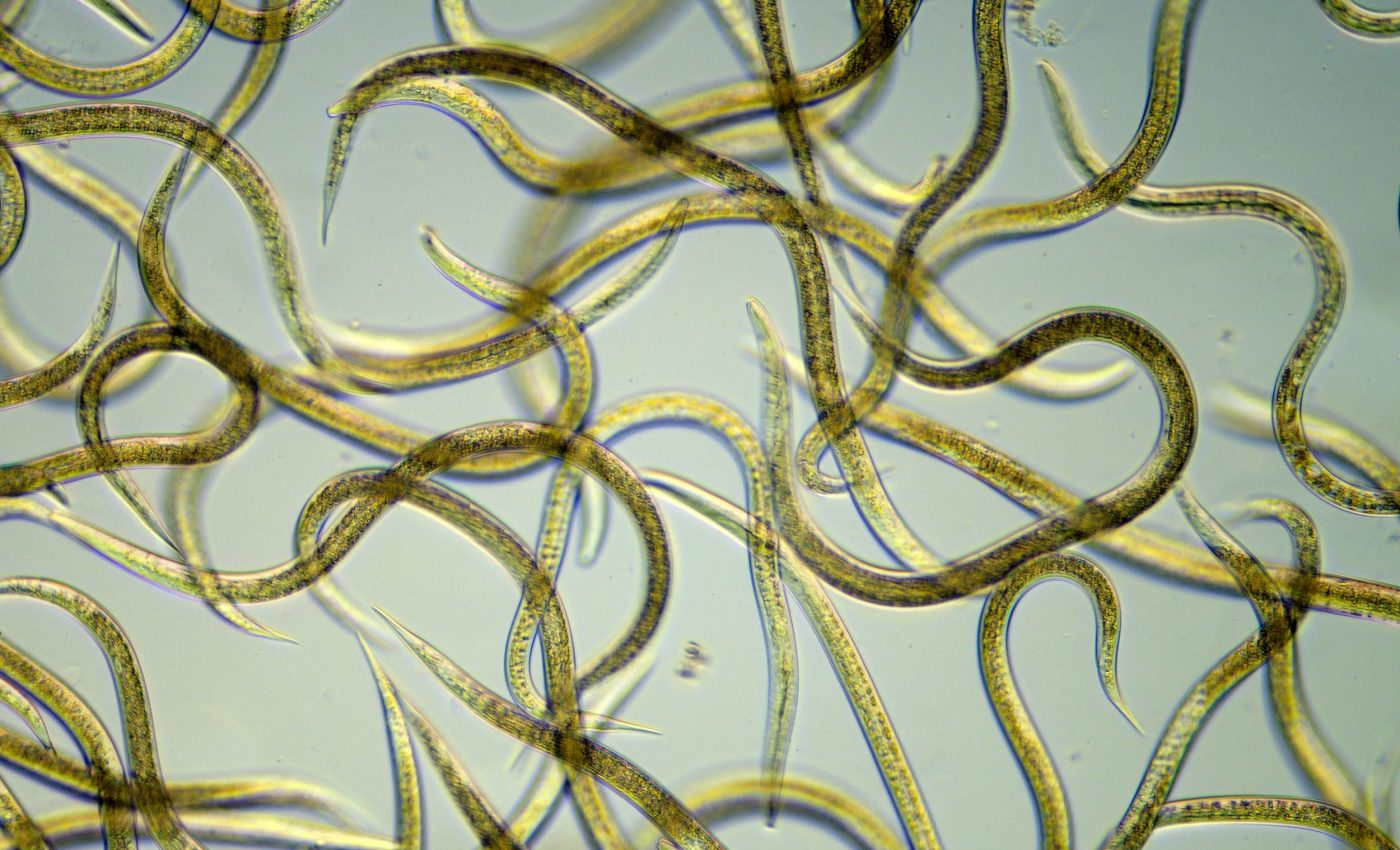 Worm towers: Nematodes build living structures that puzzle scientists