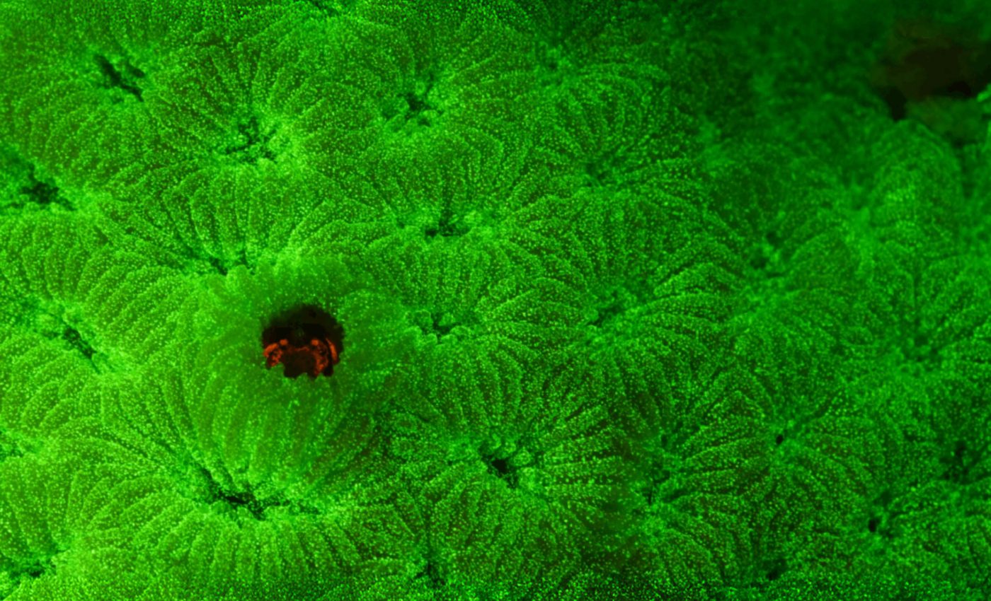 Some reef crabs absorb light to glow and hide in plain sight