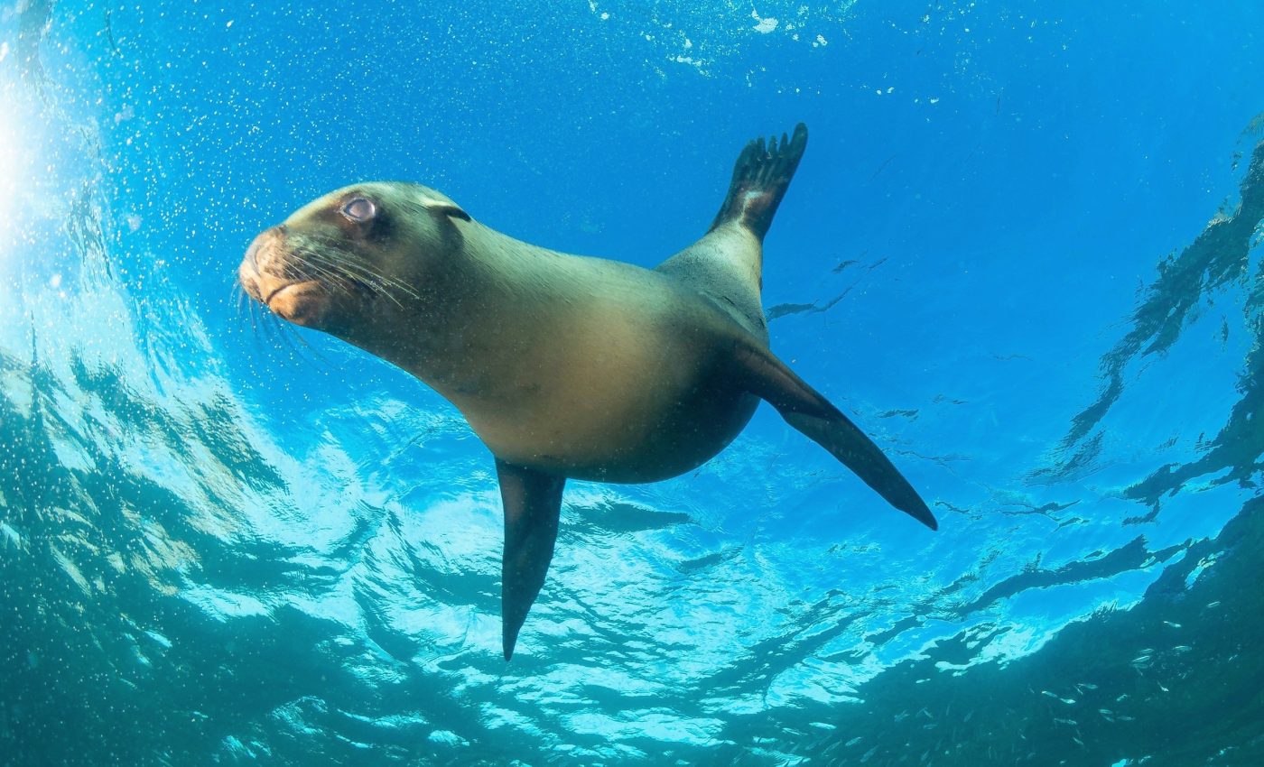 Marine megafauna face growing threats - despite global protections