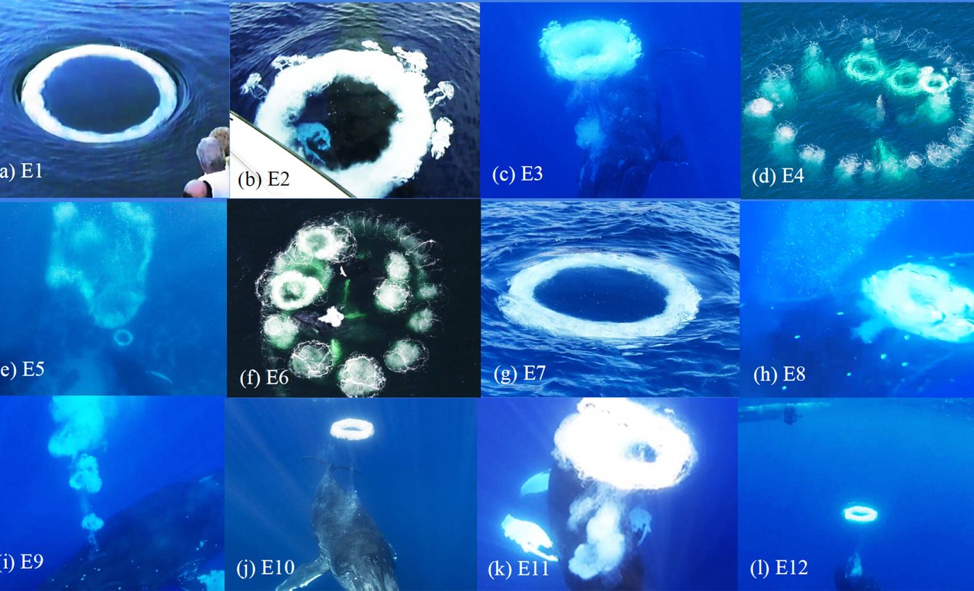 Scientists photograph whales blowing 'bubble smoke rings' to communicate with humans