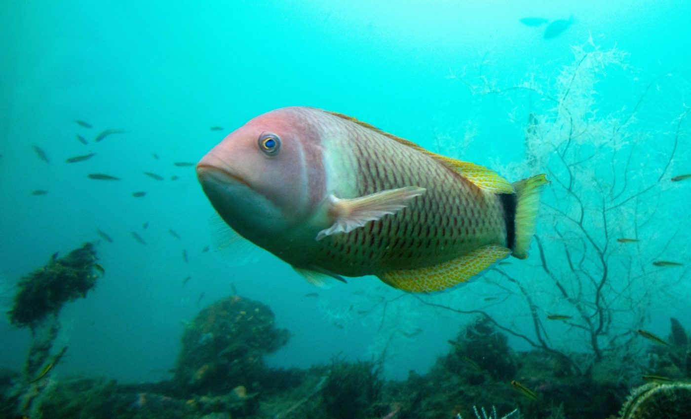 Sex changing fish waste no time claiming top spot in hierarchy