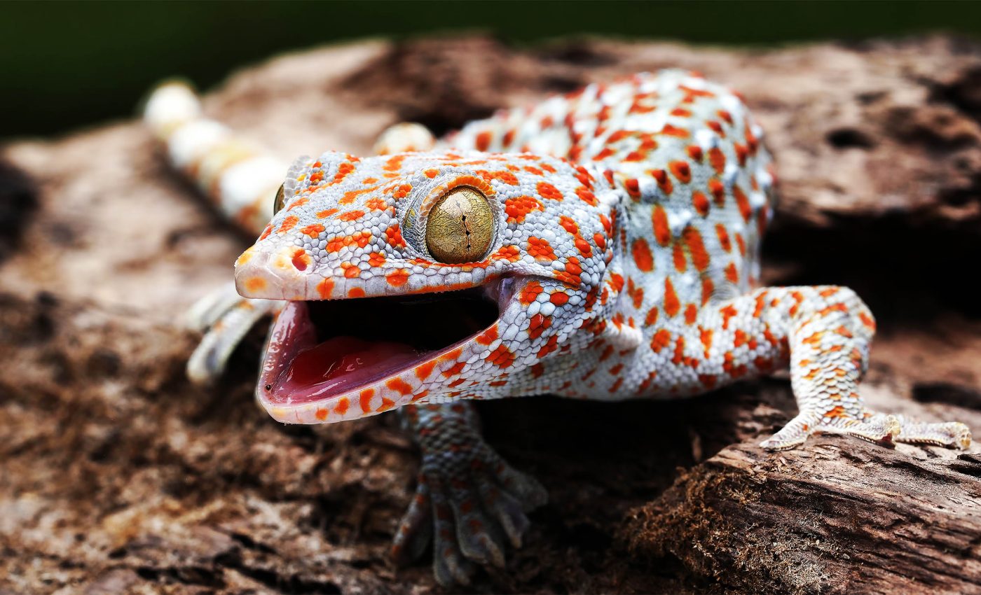 Animals found to have a 'sixth sense,' changing some evolutionary theories