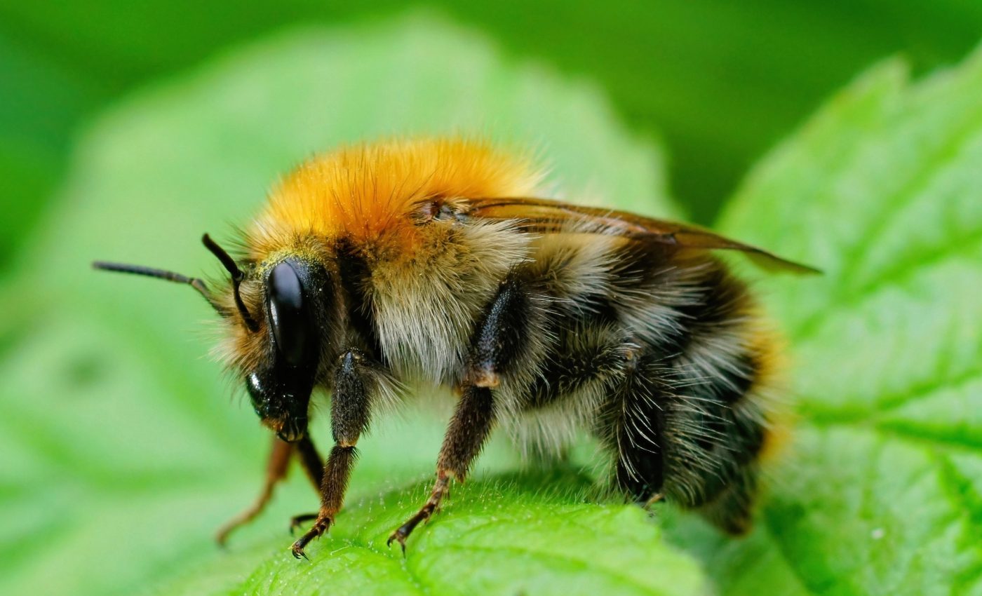 Bumble bee queens take strategic 'breaks' while forming their colonies