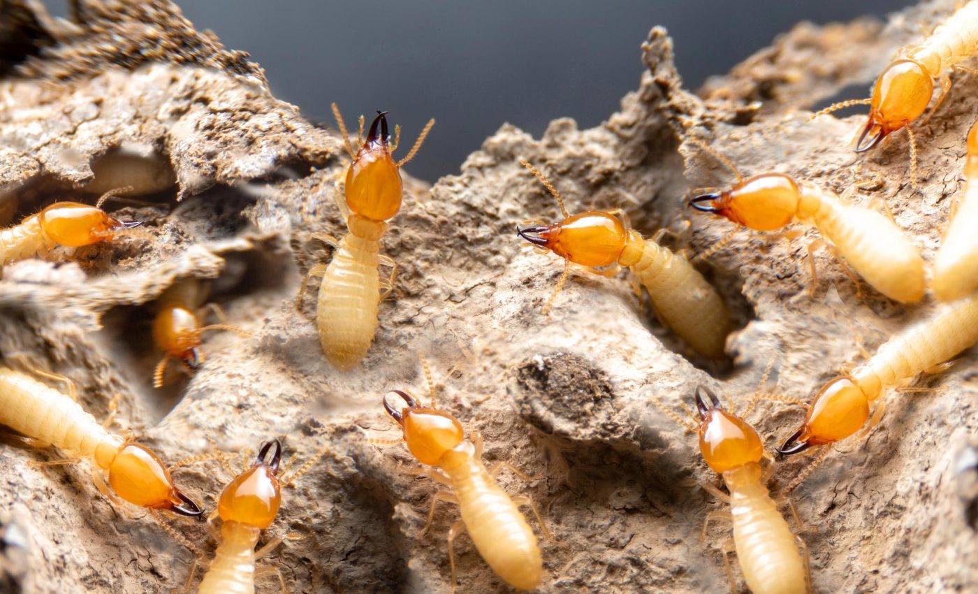 Hybrid termites could spread worldwide from Florida boats