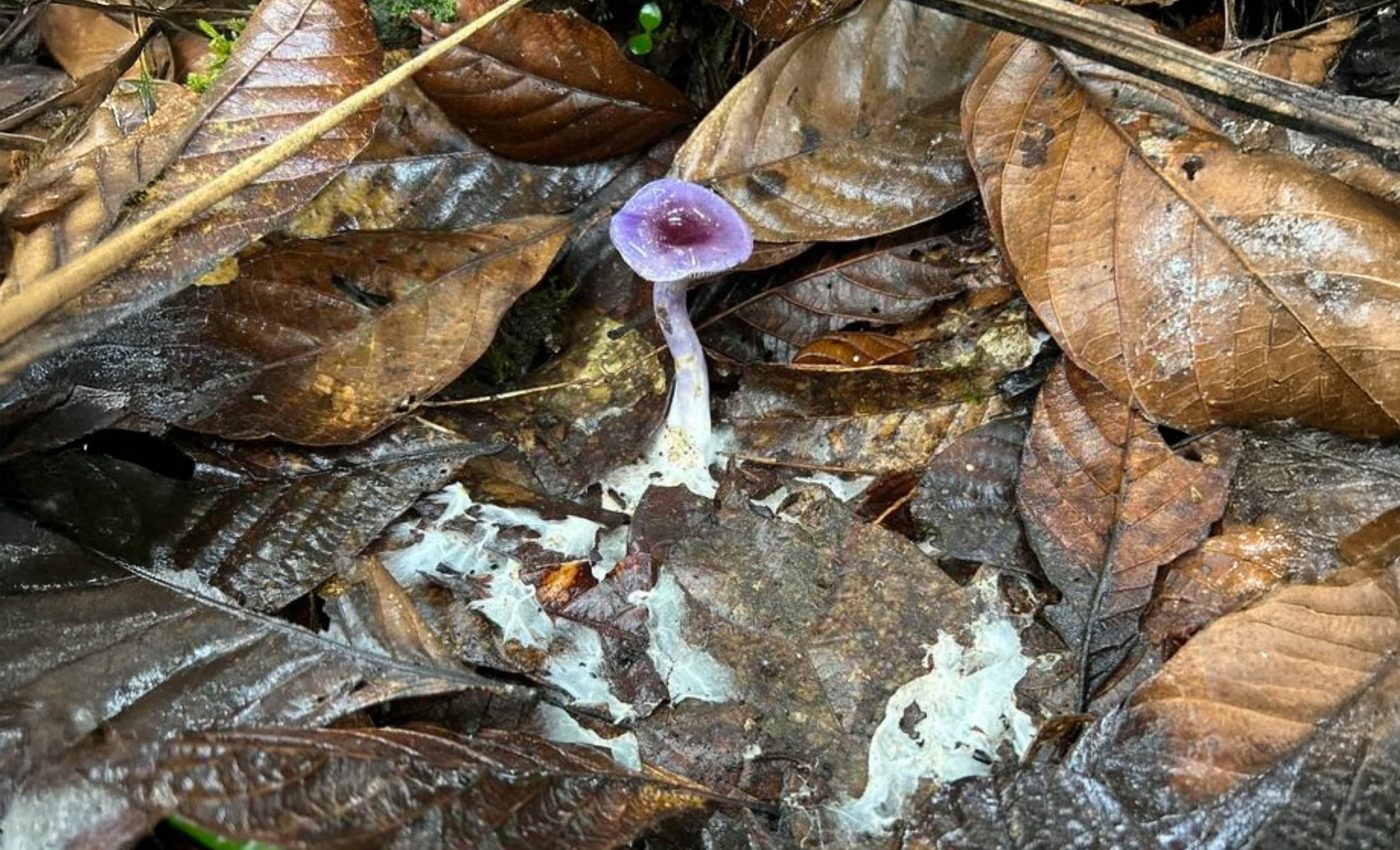 Why millions of fungal species still remain unknown