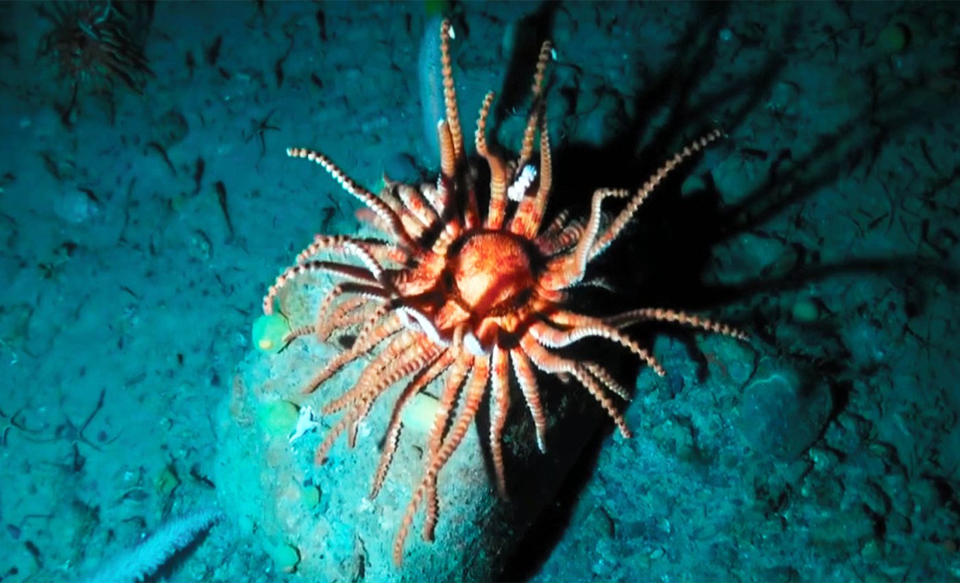 Ship anchors are doing great harm to protected ocean life on the Antarctic seafloor