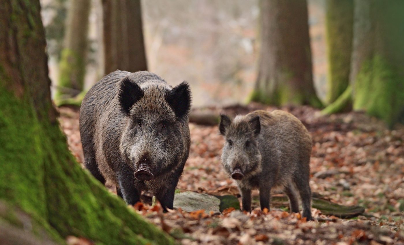 Biologists finally unravel the surprising story of how humans domesticated pigs