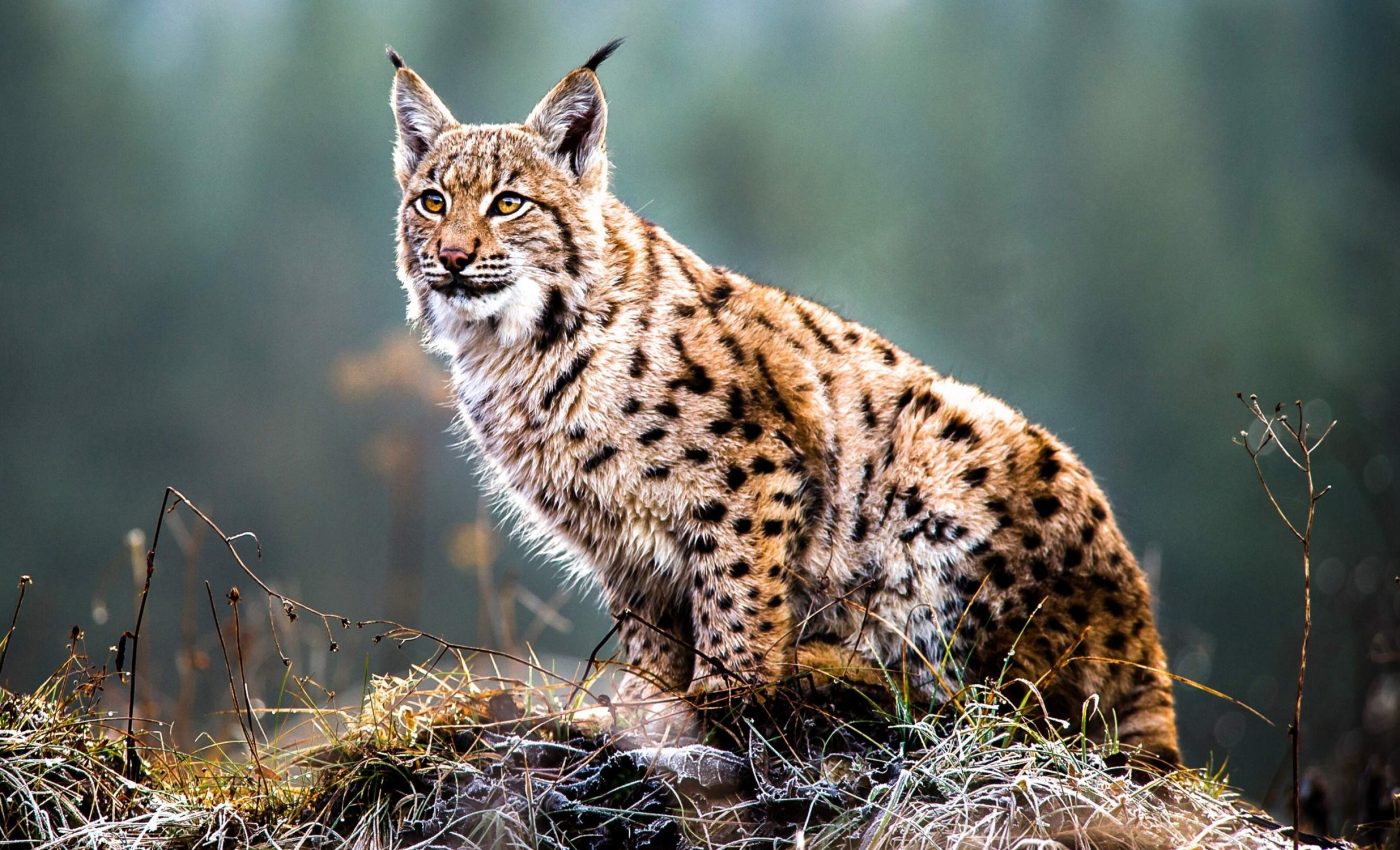 International Lynx Day 2025: Protecting the silent hunters of the forest