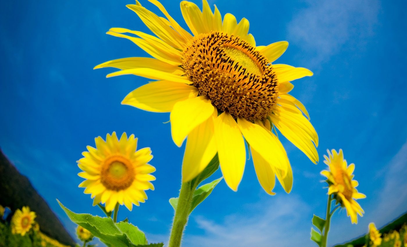 Summer solstice guides plant growth - but climate change is interfering