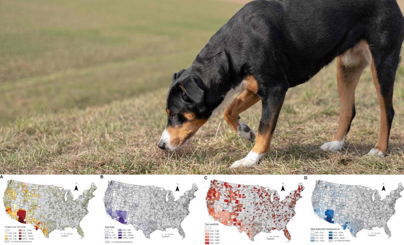 Scientists discover that dogs can alert humans to this quickly-spreading disease