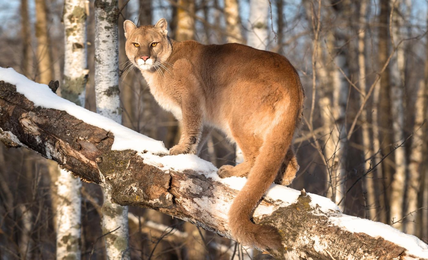 National Cougar Day 2025: Peacefully coexisting with wildlife