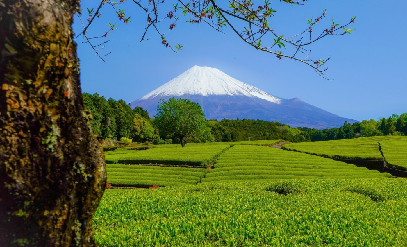 Population loss in Japan's countryside linked to declining biodiversity