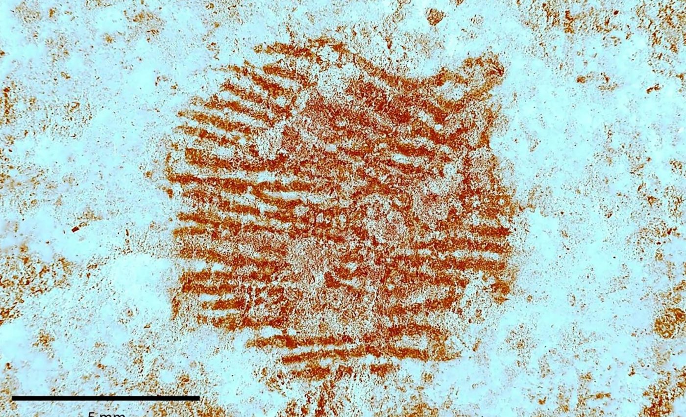 Oldest known human fingerprint found on first confirmed Neanderthal artwork