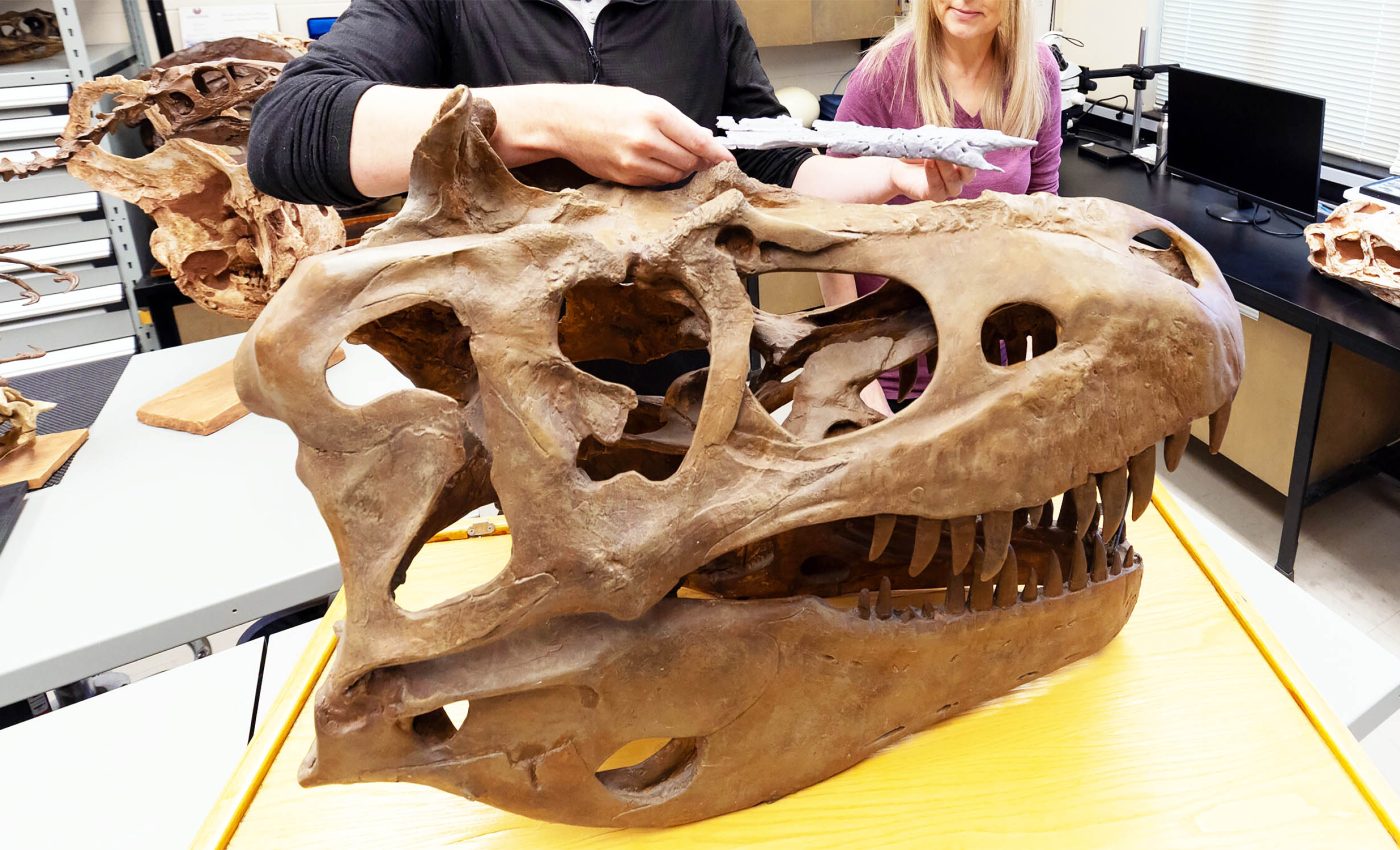 Meet the "prince of dragons," closest T-rex relative that started the tyrannosaur dynasty