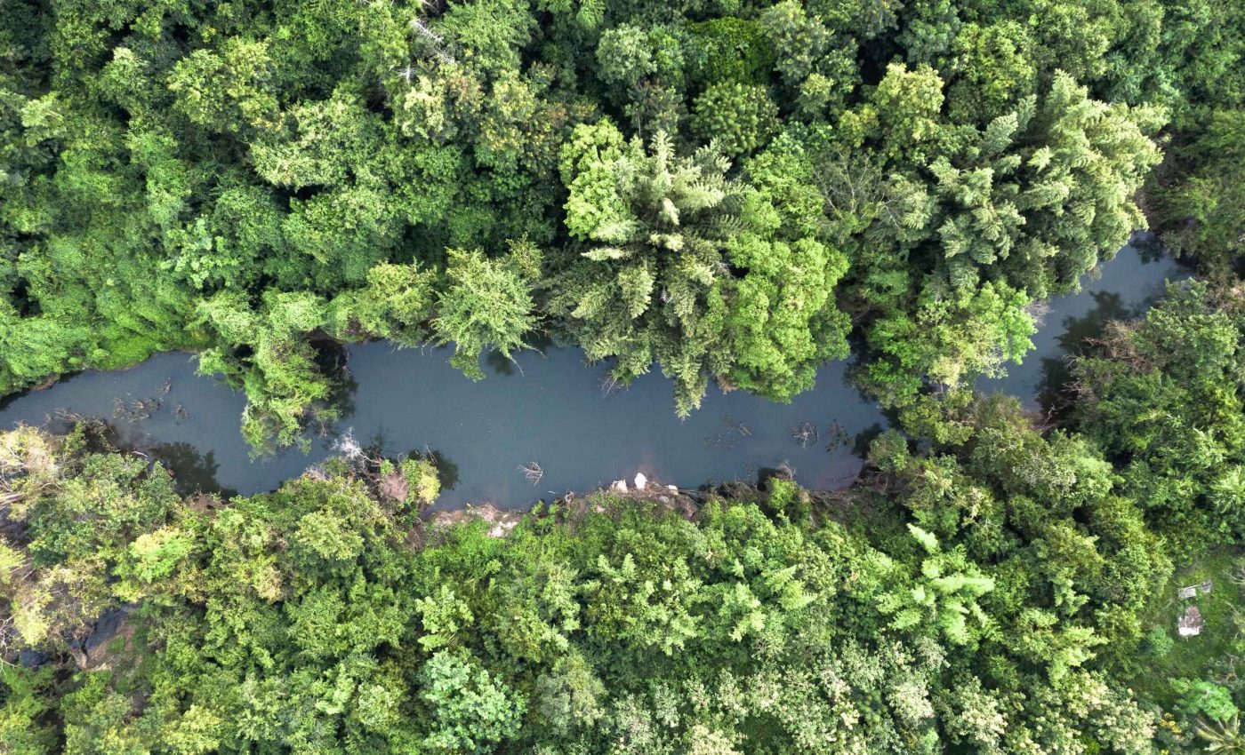 Amazon trees glow more under stress but photosynthesize less