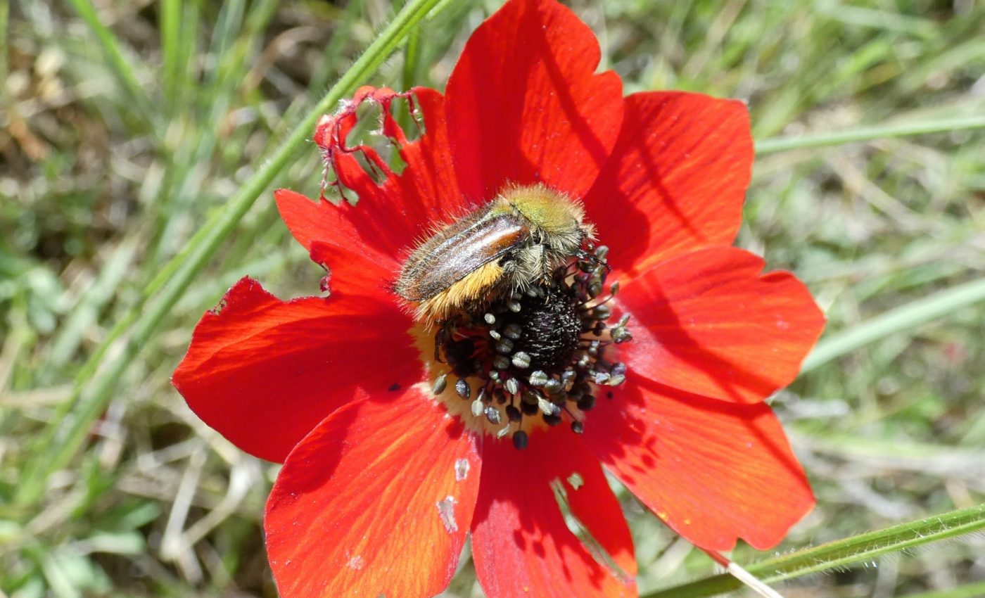 Beetles that see red break the rules of insect vision