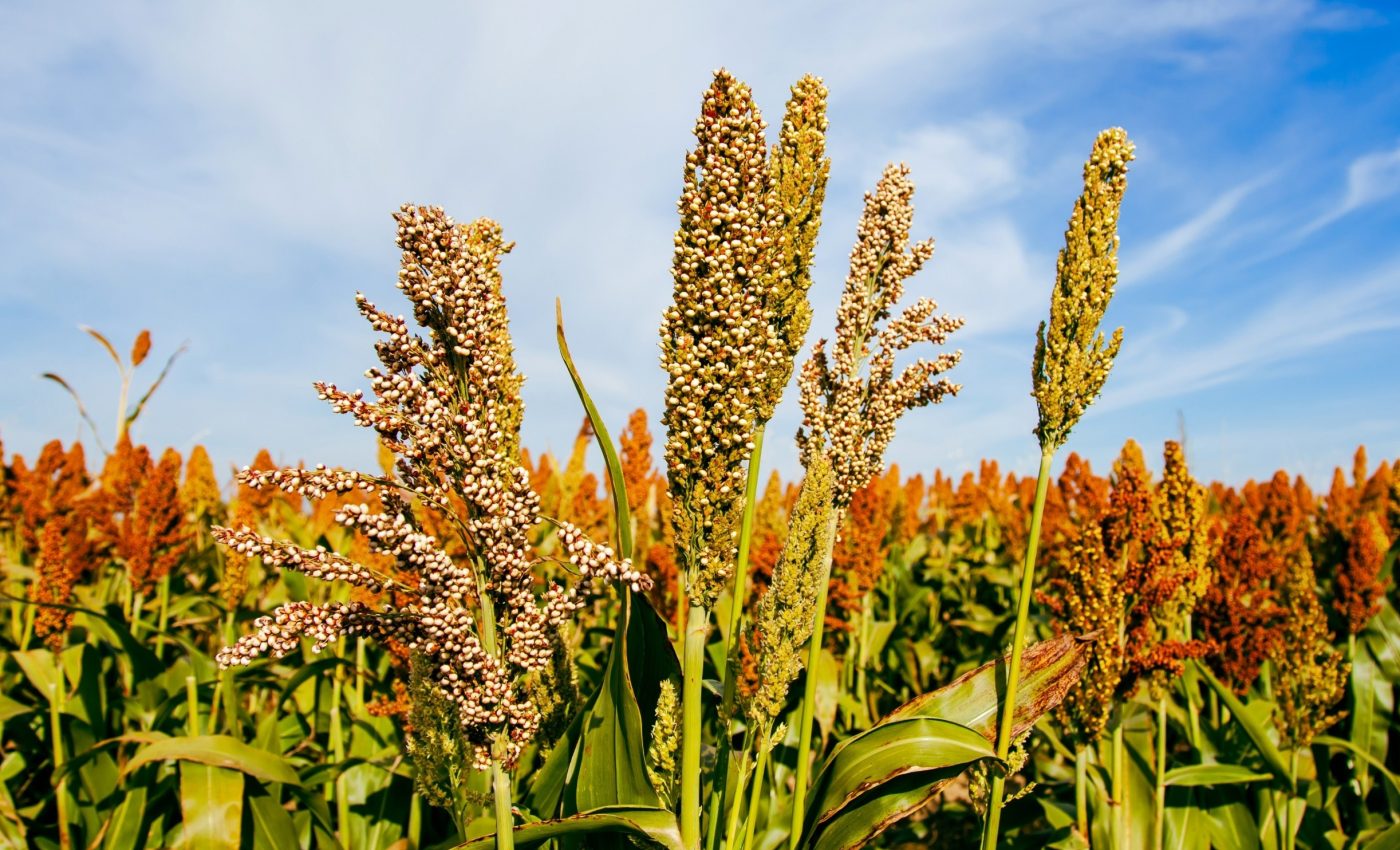 Bronze Age people abandoned meat for millet 3,500 years ago