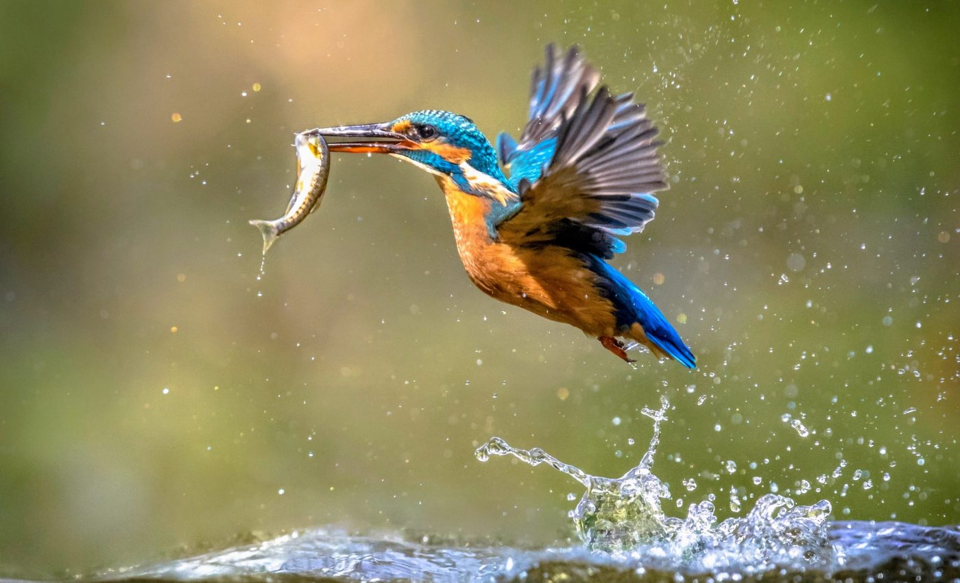 Protected areas don't always protect food webs