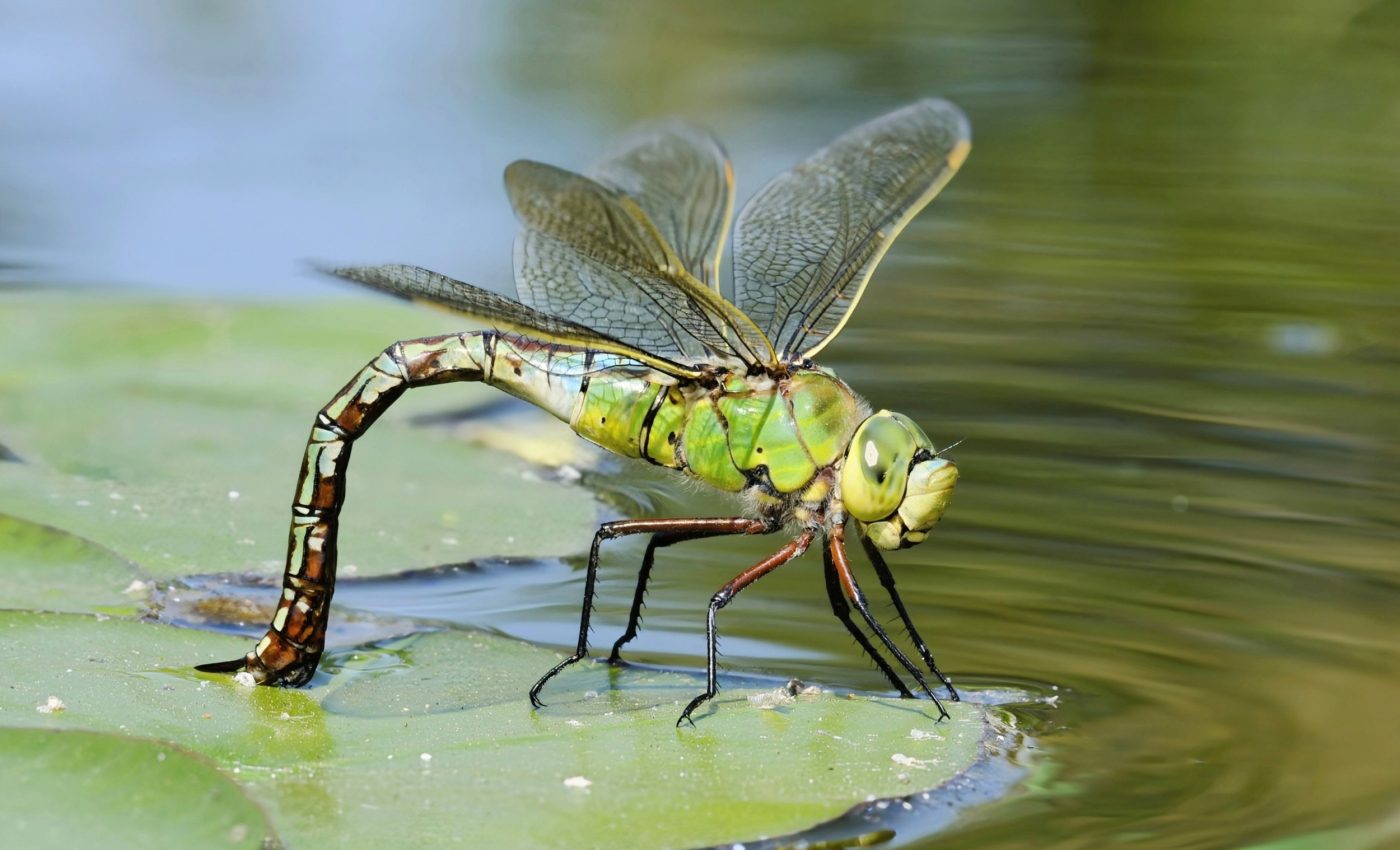 Dragonfly larvae expose climate’s hidden influence on biology