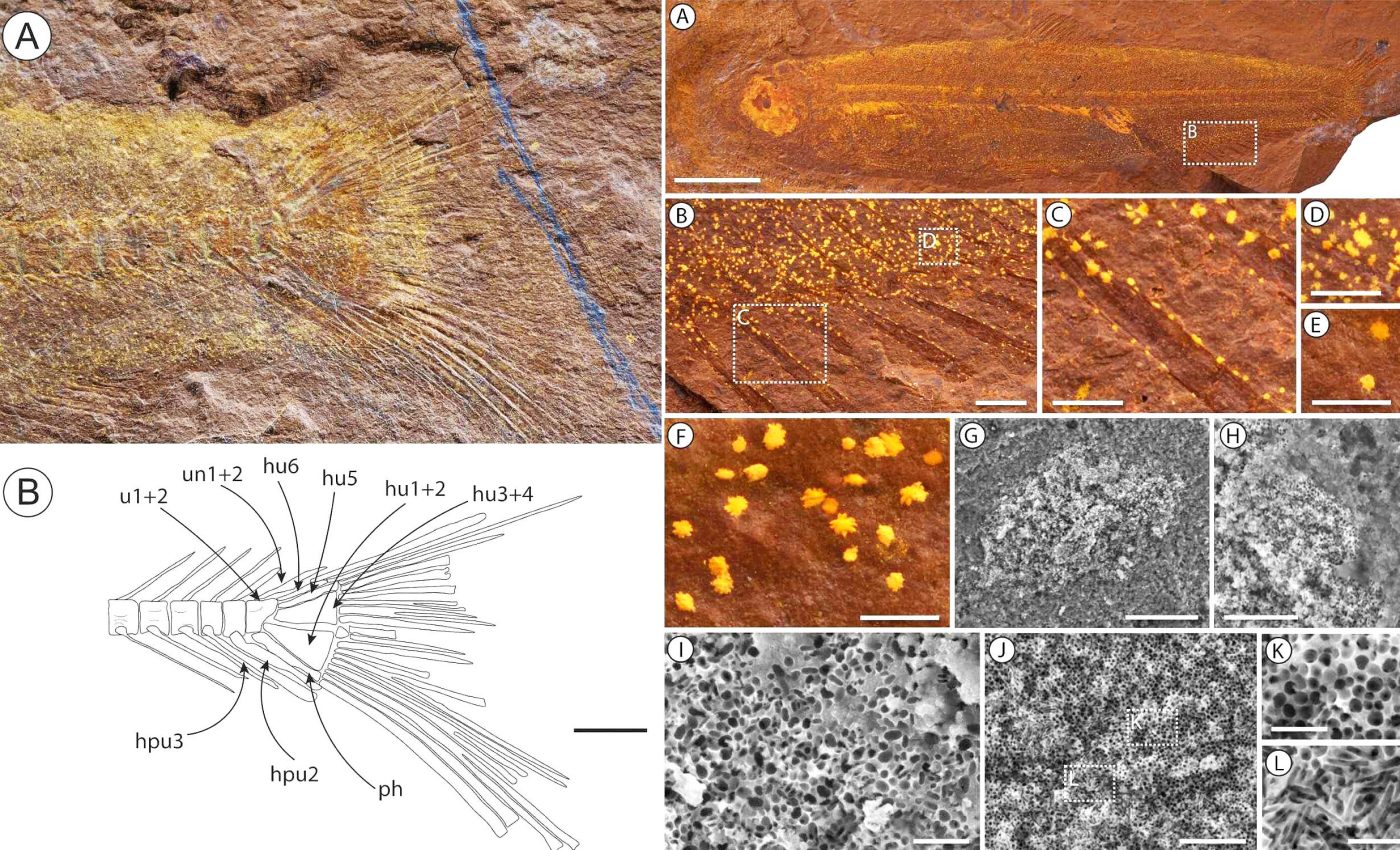 Fossilized fish that lived 15 million years ago still has preserved food in its stomach