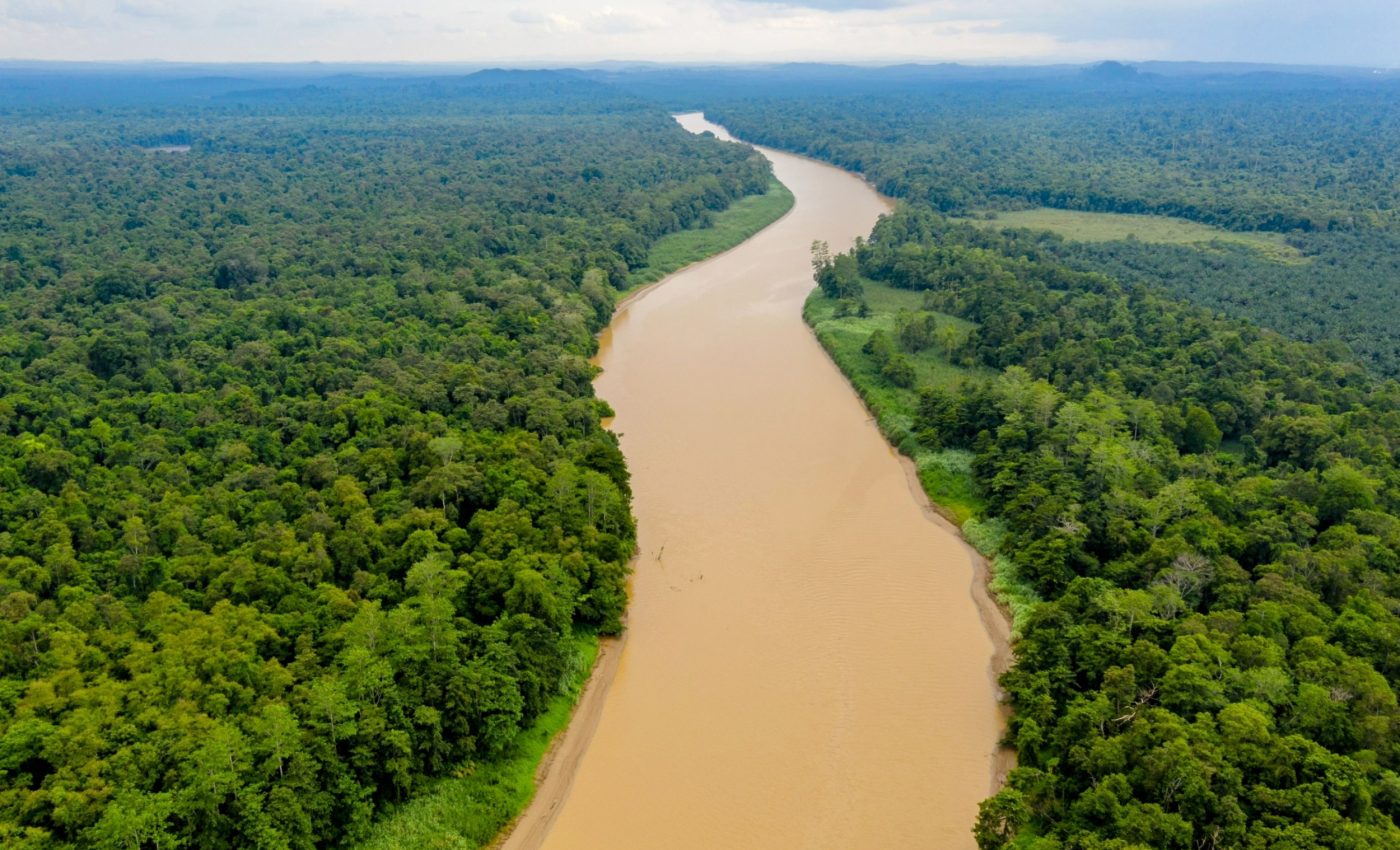 Tree rings show Amazon rainfall is getting more extreme