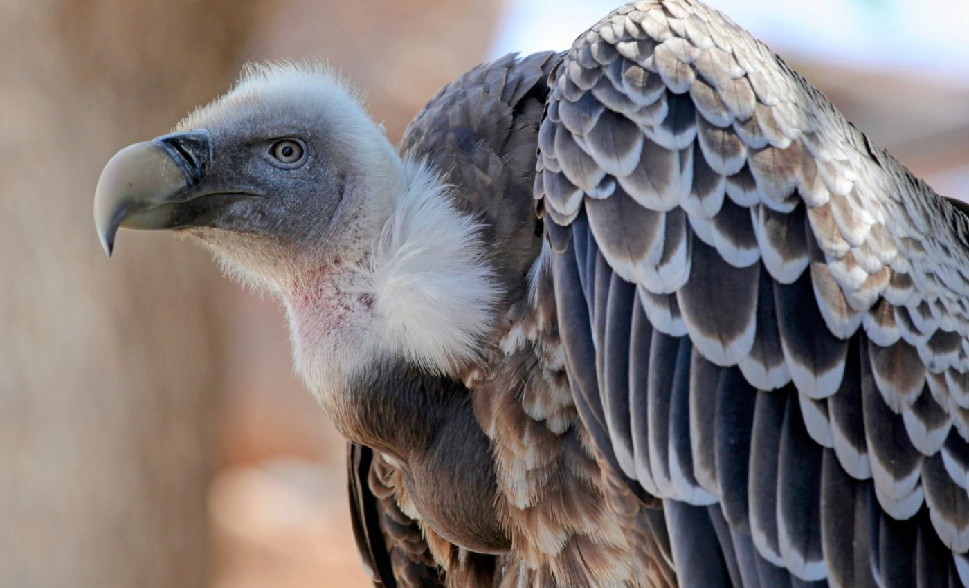 Scavenger decline is a threat to ecosystems - and human health