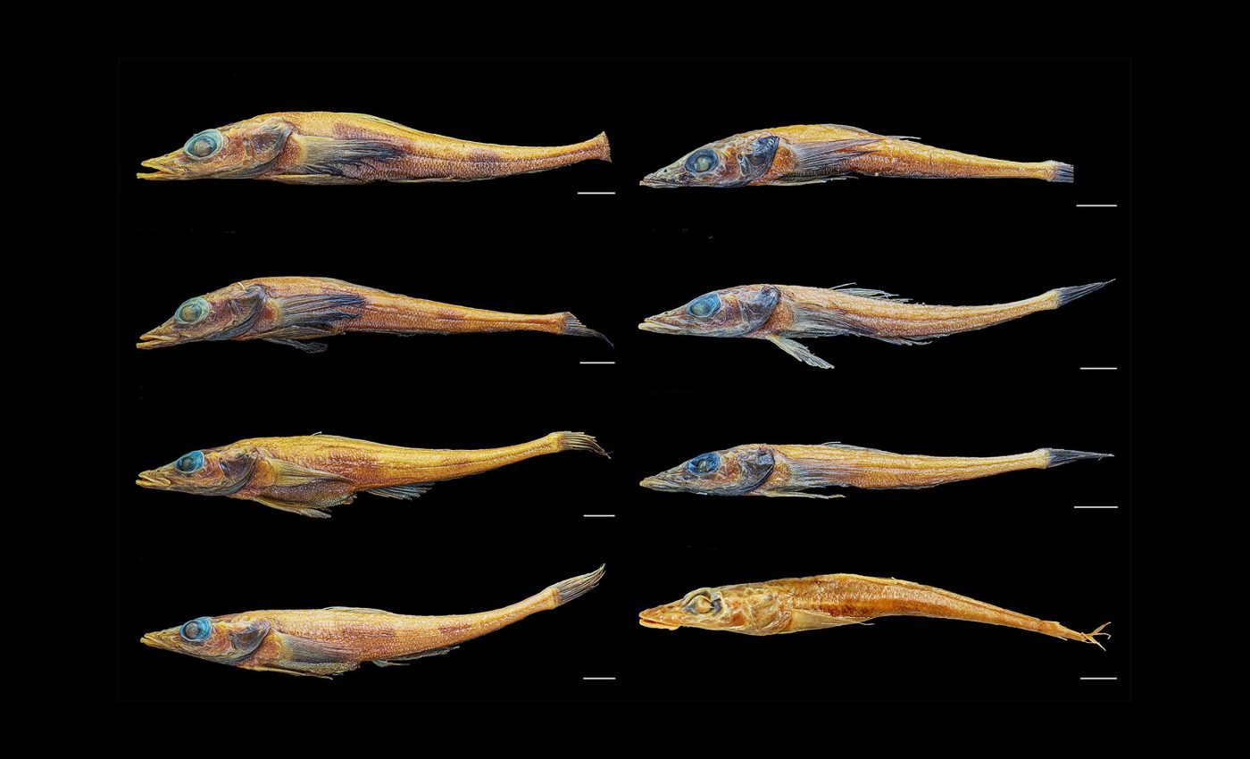 New dragonfish species discovered in Antarctica has survived in isolation for 780,000 years