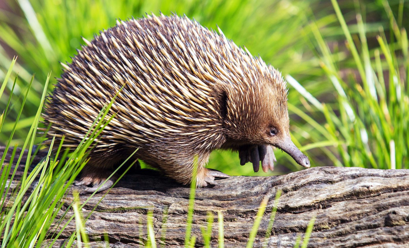Platypus and echidnas break mammal rules with weird sex system