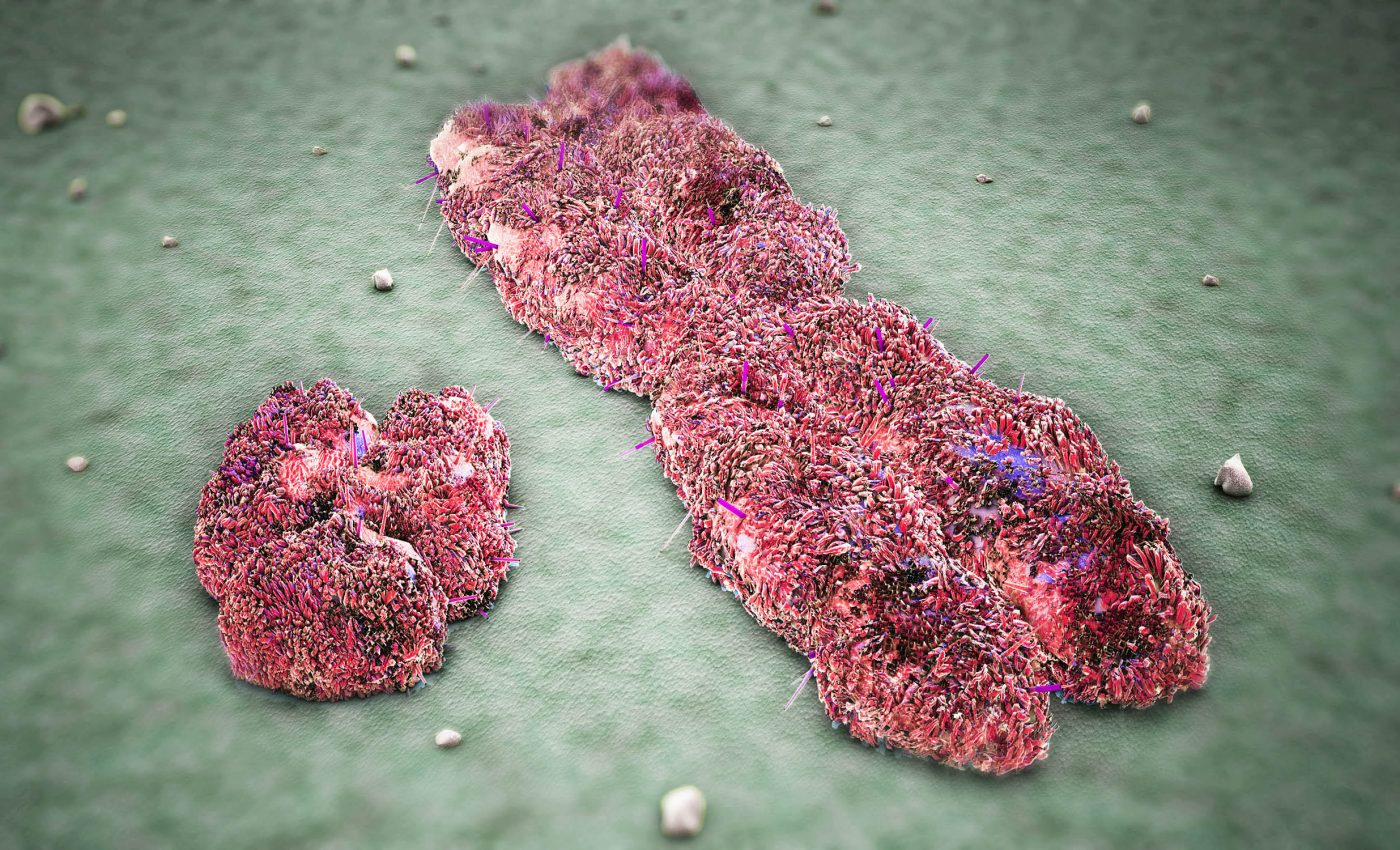 New study on Y chromosome disappearance finds direct link to much greater cancer risk