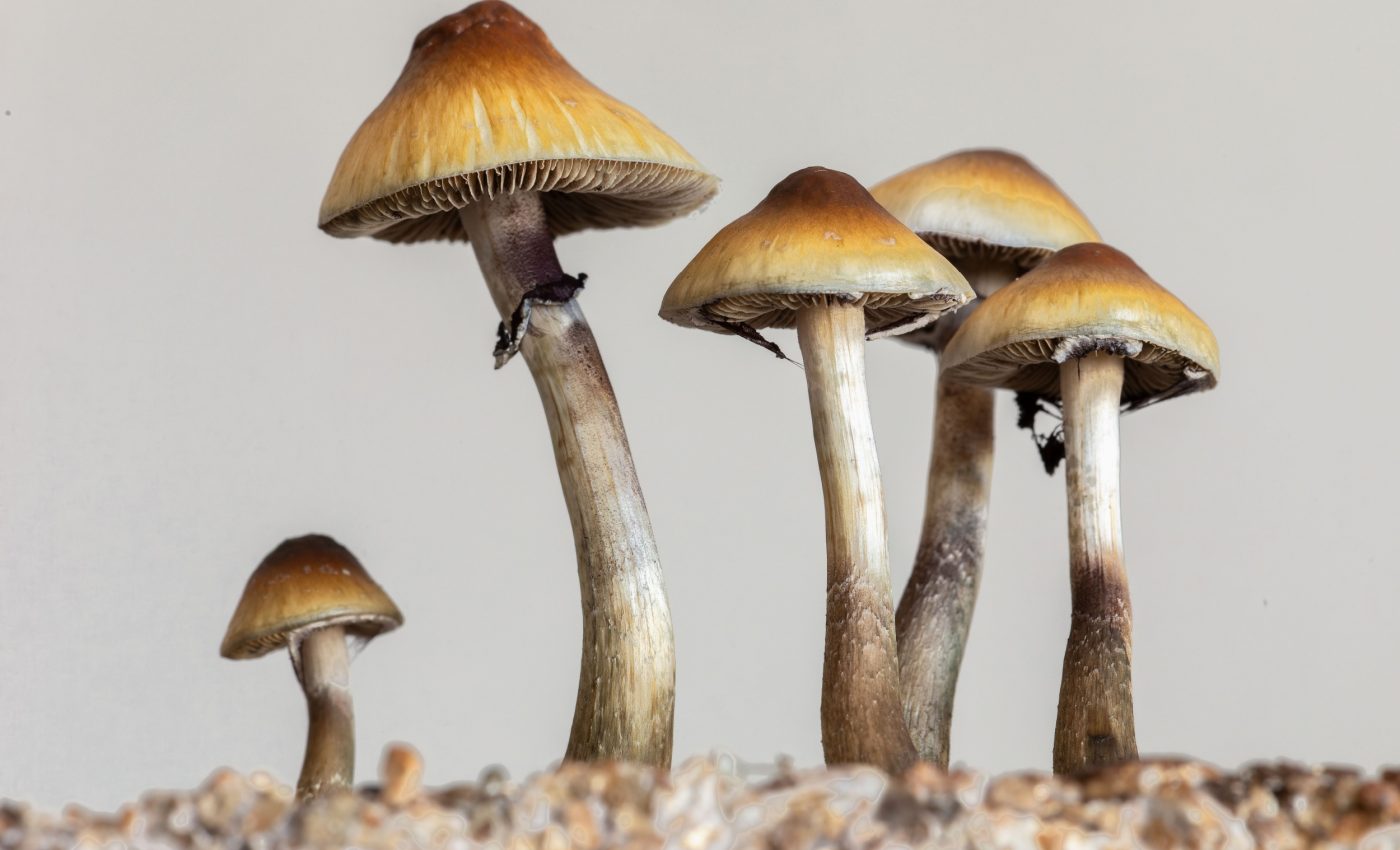 Single psilocybin dose helps cancer patients beat depression