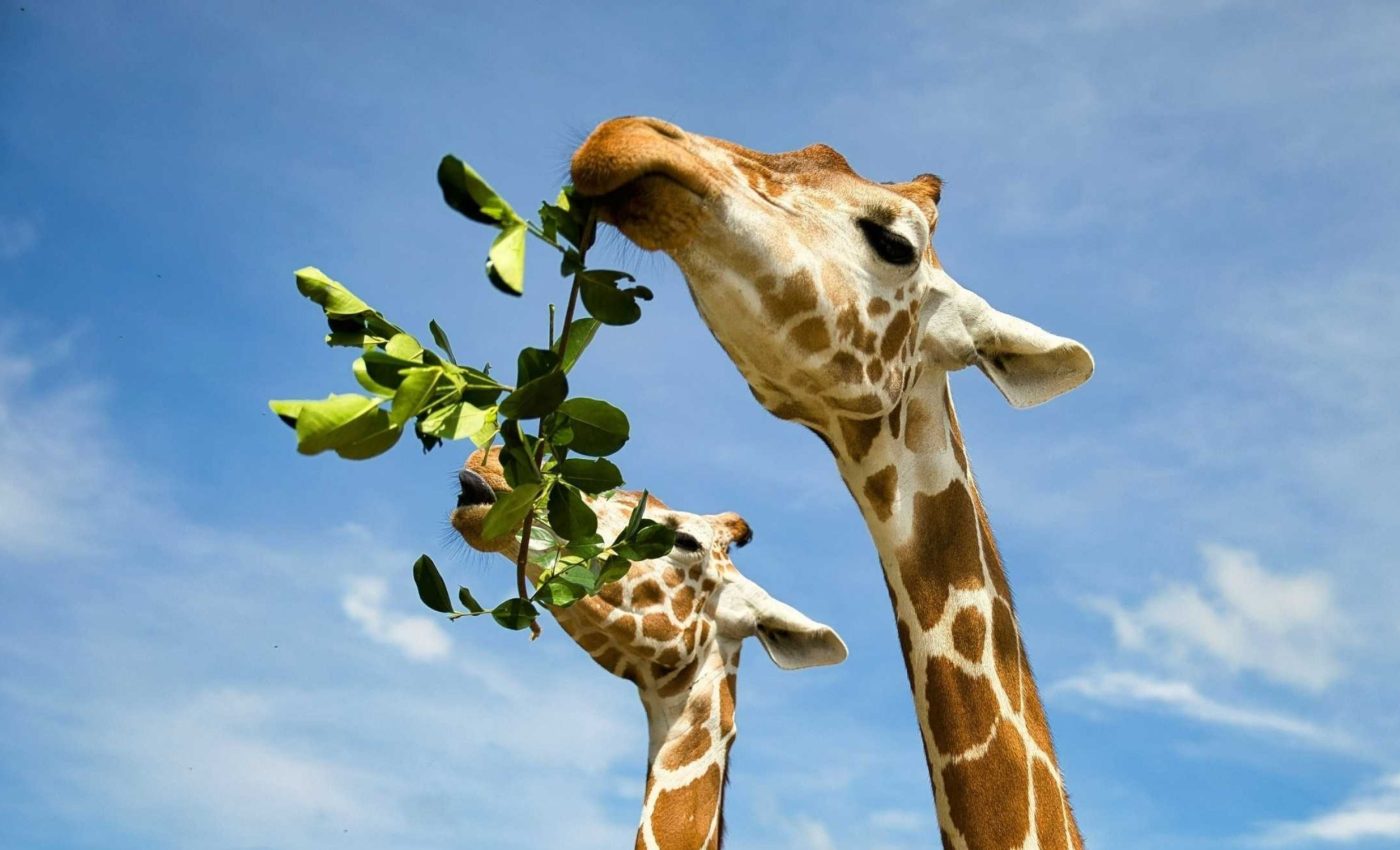 World Giraffe Day 2025 calls for urgent action to save giraffes