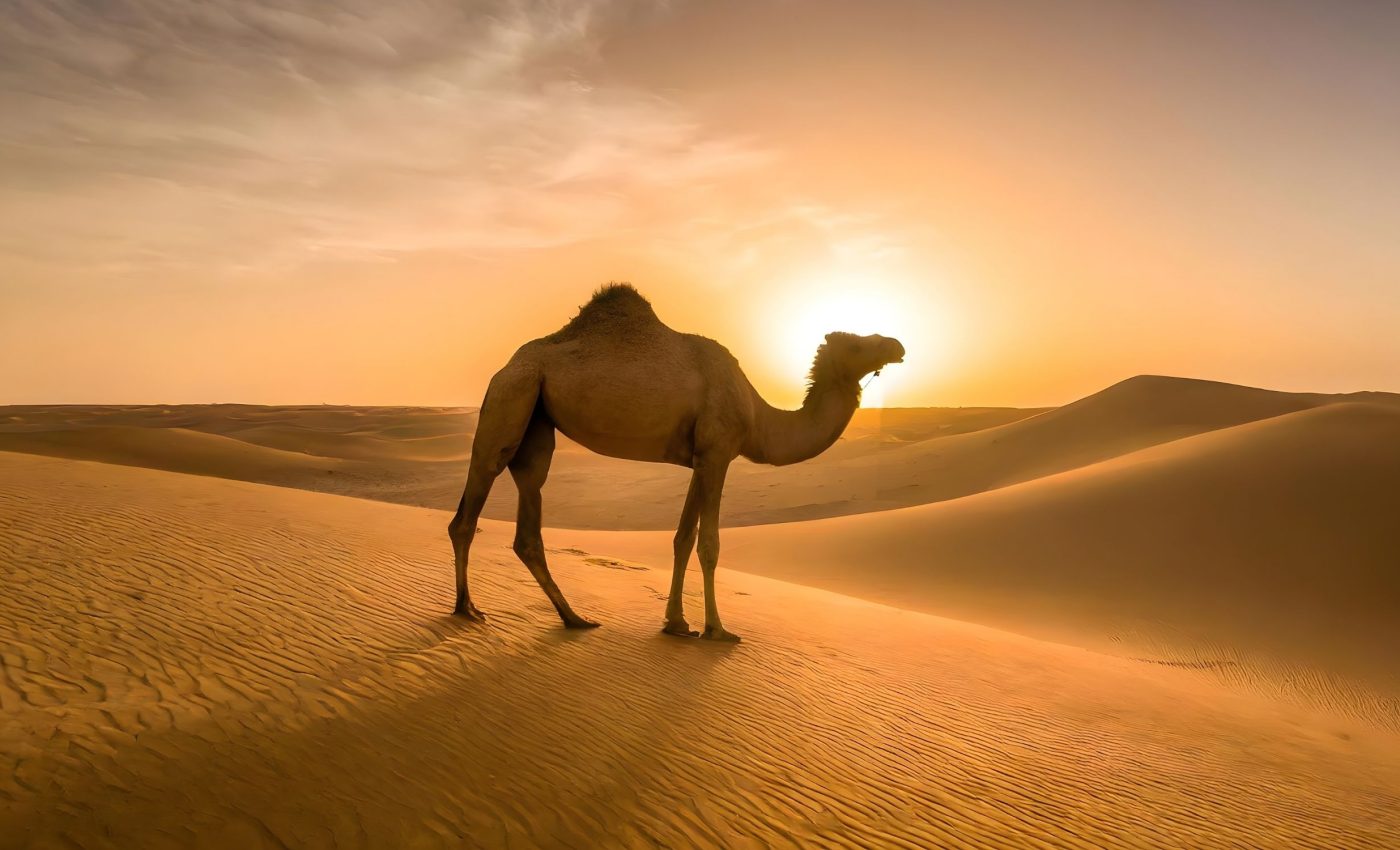 World Camel Day 2025: Celebrating a desert lifeline