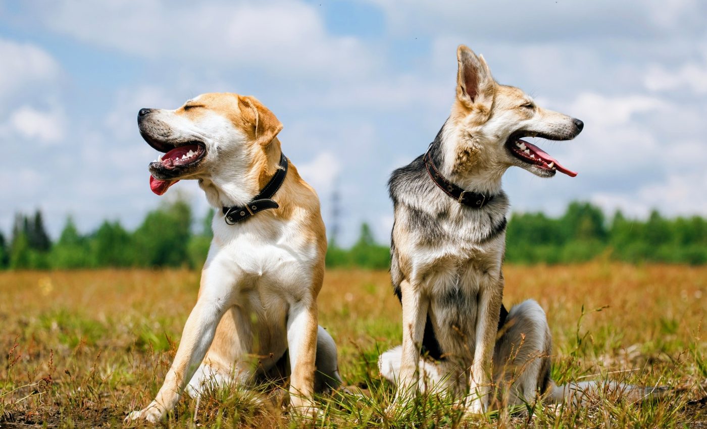 Scientists discover how dogs spread across the Americas