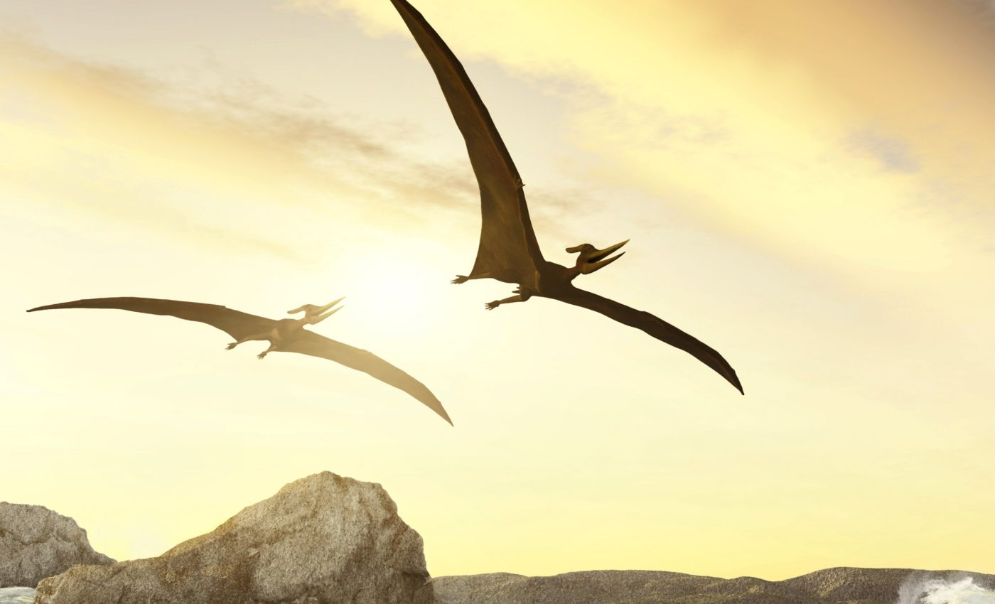 Humid air gave pterosaurs the boost they needed to take flight