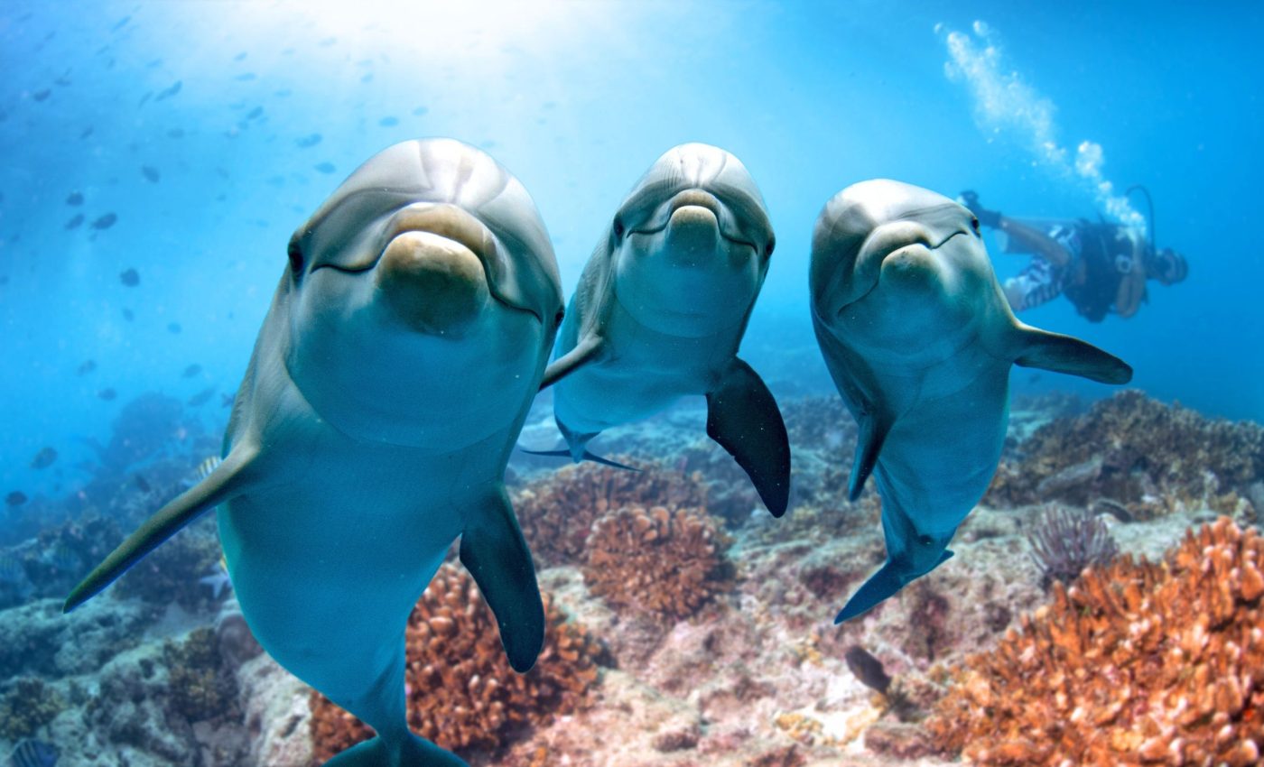 Unborn dolphin calves have toxic metals in their blood, revealing horrific ocean pollution