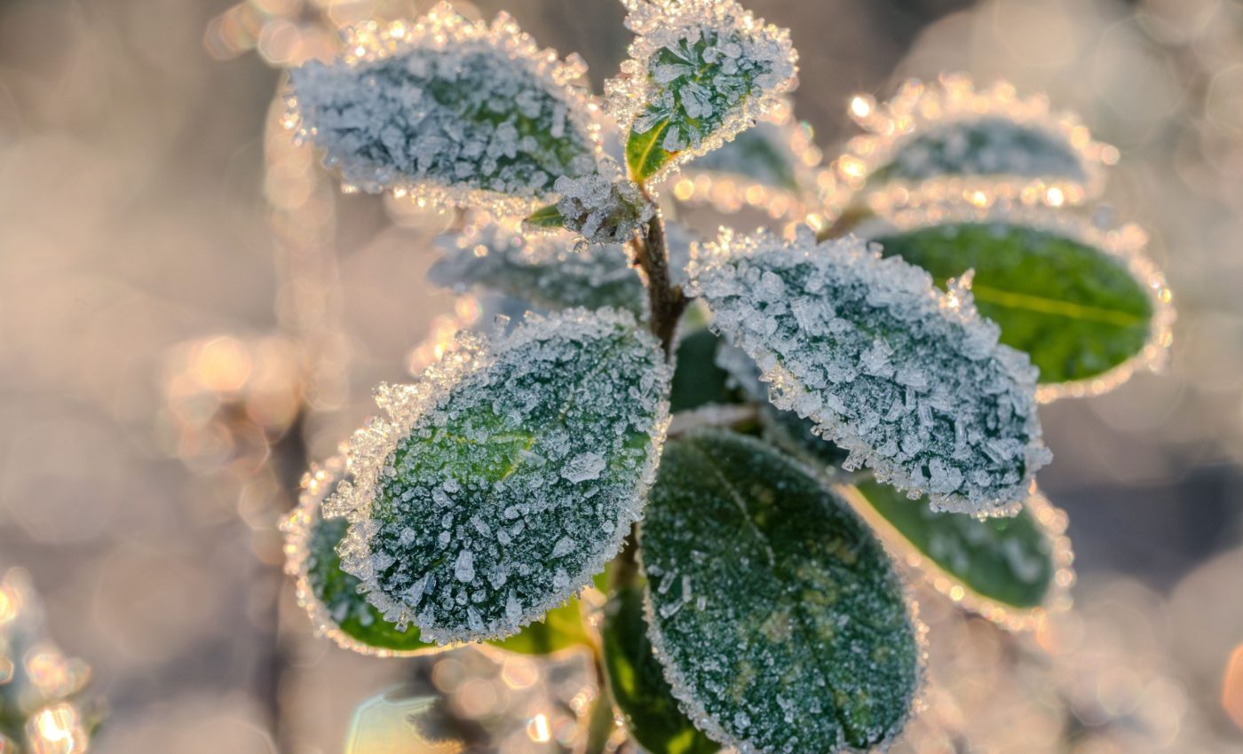 Warming winters may reshape global plant communities