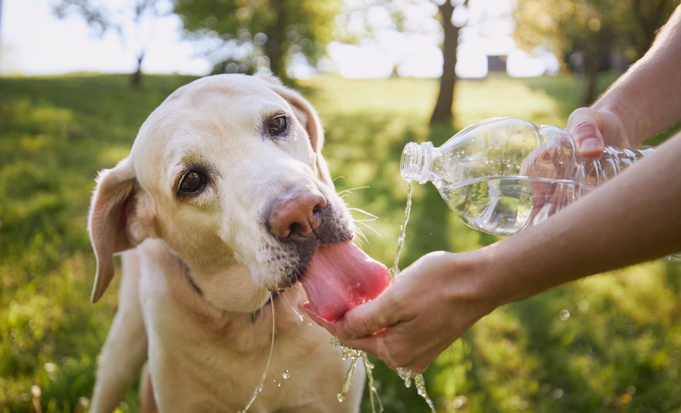 What every pet owner needs to know about heatstroke
