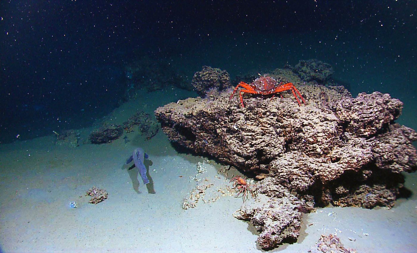 Tiny "marine snow" particles in the oceans defy the laws of physics