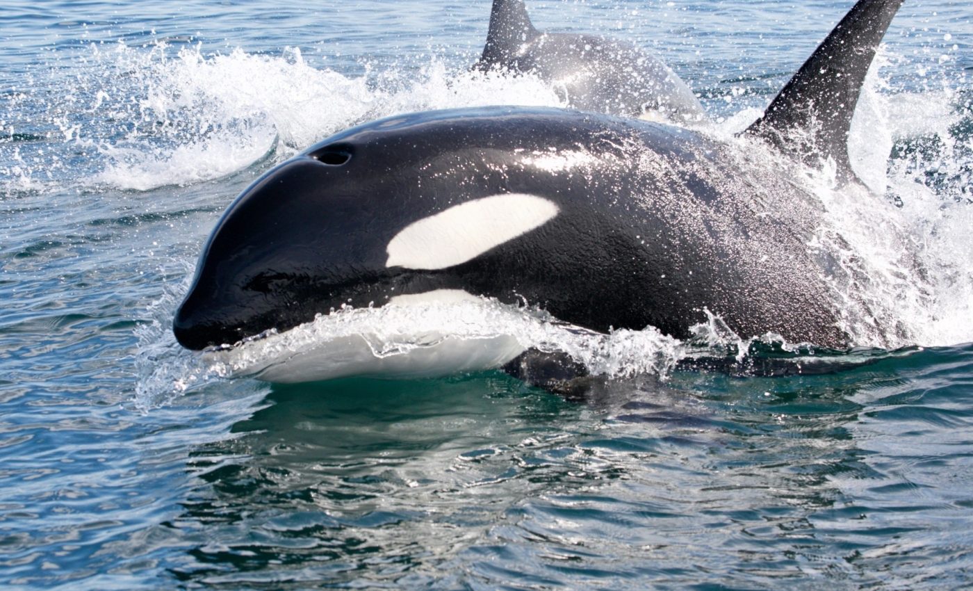 Killer whales use kelp to massage and groom each other