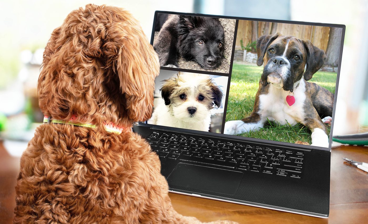 Scientists prove that simply watching dogs on video can reduce stress and anxiety, no contact required