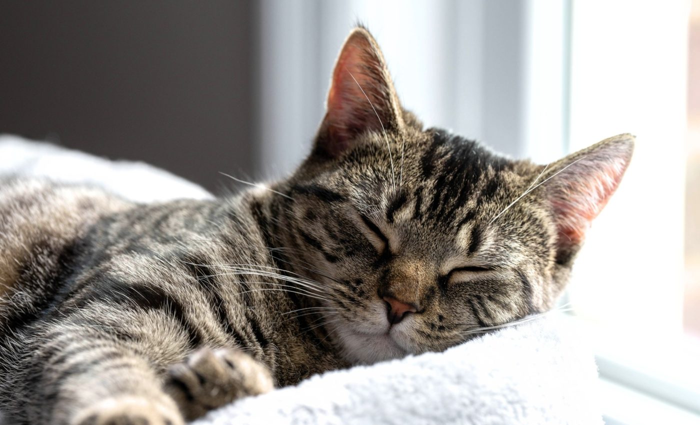 Cats clearly prefer sleeping on their left side, here's why
