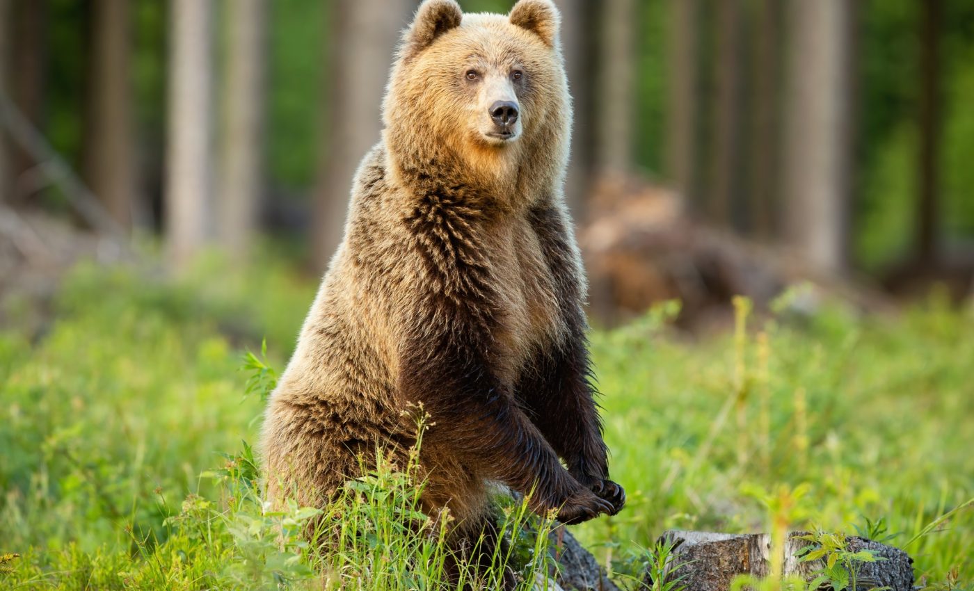 Mammals tried different ways to move before walking upright