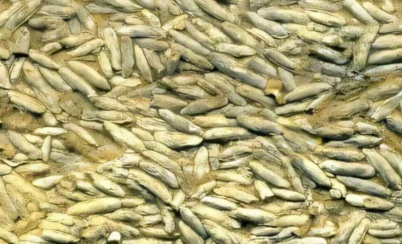 Tiny ocean creatures have always gone extinct during Earth's past climate warming periods